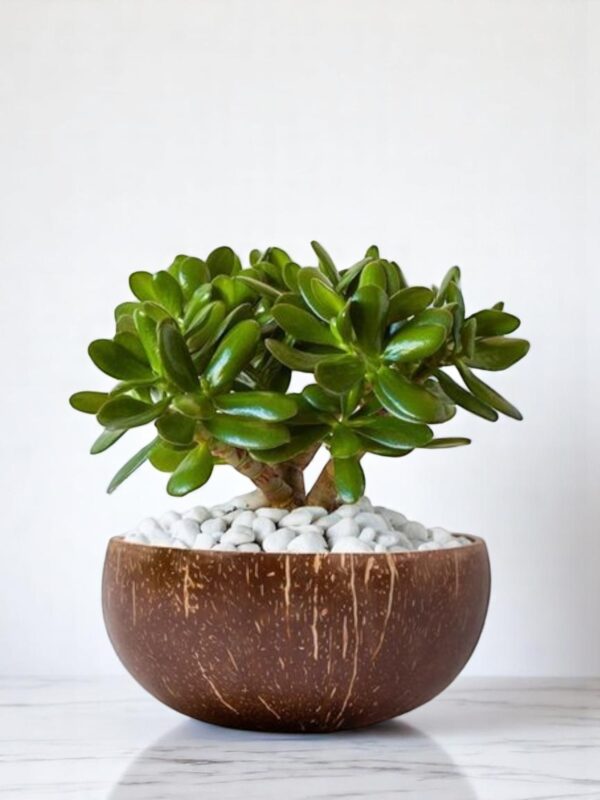 Coconut Planter - Image 2